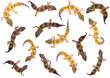 gecko collage gecko collage