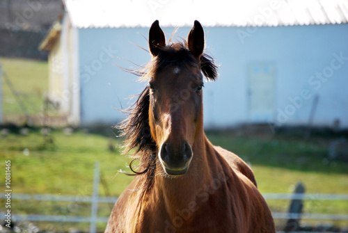 Photo: Brown Horse Brown Horse
