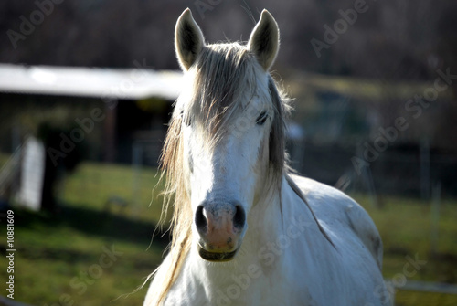 Photo: White Horse White Horse