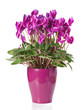 Cyclamen