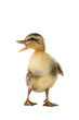 Photo en ligne au meilleur prix duck
