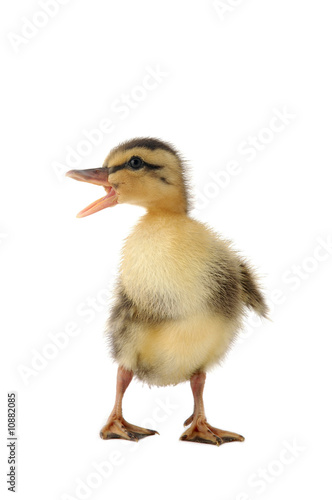 duck