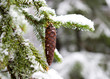 Branch of a fur-tree with  cone