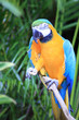Cypress Gardens Parrot 02