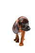 Bavarian Mountain Hound