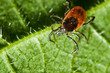 Tick on leaf. Ixodes ricinus.