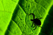 Tick on leaf. Ixodes ricinus.