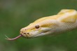Burmese Python Snake Burmese Python Snake