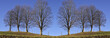 Web site header with trees