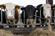 Hungry cattle