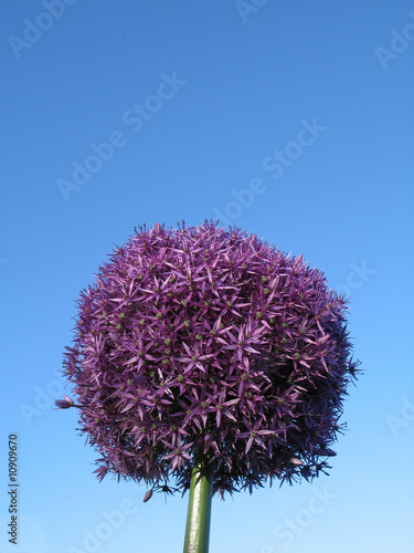 Foto: purple round flower in the sky purple round flower in the sky