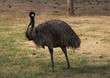 Emu