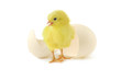 baby chicken