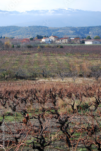 Vigne en Conflent