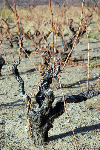 Pied de vigne