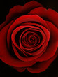 Rote Rosenblüte