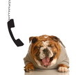 bulldog laughing hysterically with phone dangling beside ear bulldog laughing hysterically with phone dangling beside ear