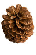 Foto: Pine cone Pine cone