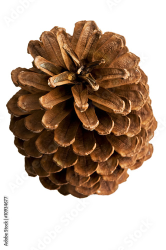 Foto: Pine cone Pine cone