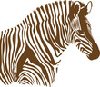 Brown and white Zebra on white background