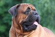 Portrait of bullmastiff