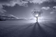 In tree fetters...