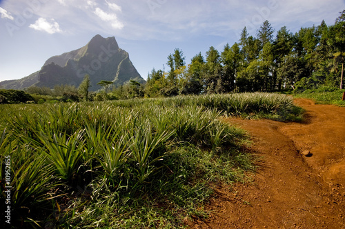 Photo: Pineapple Plantation, Moorea, French Polynesia Pineapple Plantation, Moorea, French Polynesia