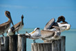 Braun - Pelikane in Florida,USA