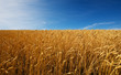 Field of wheat