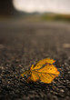 Fallen Leaf Fallen Leaf