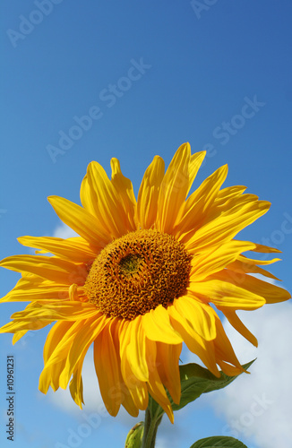 Sunflower and deep blue sky