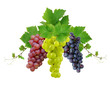 Three fresh grapes Three fresh grapes