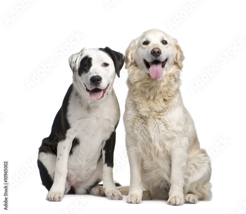 golden retriever mixed breeds. couple of a Mixed-Breed Dog and a labrador golden retriever