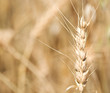 Golden Wheat