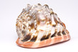Seashell 3