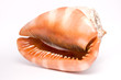 Seashell 2