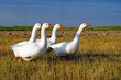 White domestic geese on the lake shore White domestic geese on the lake shore