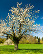 Blossoming chery tree in spring
