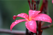 Frangipani (Plumeria)
