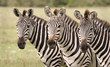 Zebra in Mara