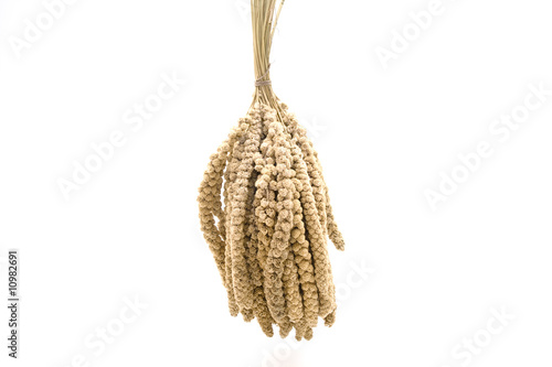 Foto: Hirse Hirse