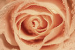 Rosenblüte