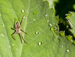 Spider and Water Drops
