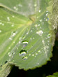 Macro Water Drops