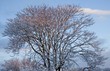 Bare tree with snow at sunrise Bare tree with snow at sunrise