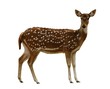Spotted Deer