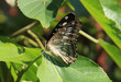 Butterfly on the leaf