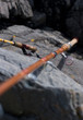 fishing rods