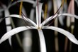 Tropische Blume