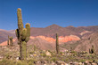 Foto: Pasacana Cactus (Trichocereus pasacana) in Northern Argentina Pasacana Cactus (Trichocereus pasacana) in Northern Argentina